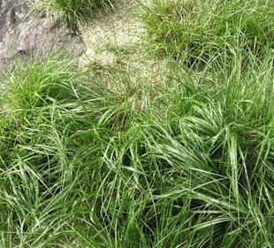 Zentrum für Pflanzen und Bildung 