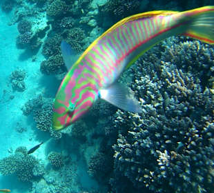 Schnorcheln Sahl Hasheesh