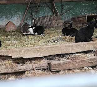 Alpen Wildpark Feld am See