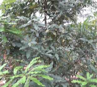 Tropicarium - Trockentropen