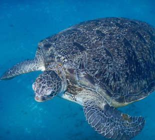 Schildkröte in freier Wildbahn