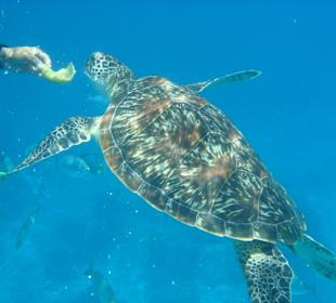 Schwimmen mit einer Schildkröte