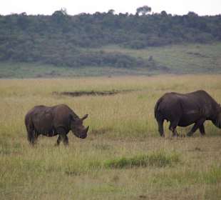 schwarzes Nashorn in der Mara