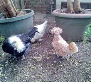 Palmiarnia Poznańska