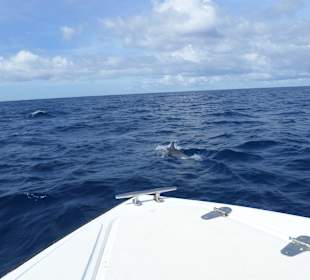 Delfine bei Bootstour