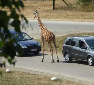 Eine Giraffe testetaus