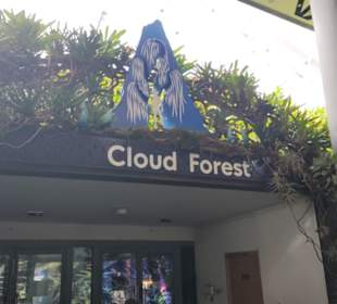 Cloud Forest 