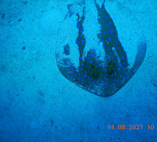 Schnorcheln Soma Bay