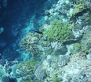 Schnorcheln am Riff vom Magic Tulip Resort (02/2018)