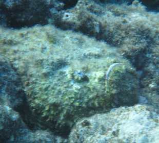 Hausriff Arabia Azur Resort