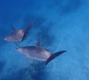 Einmalie Erlebnisse mit Mo´s Delfinen