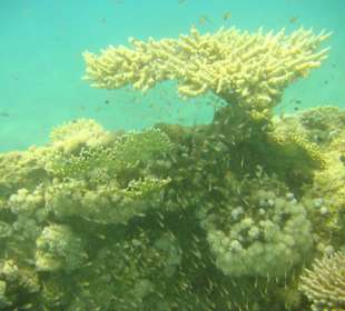 Schnorcheln in der Bay
