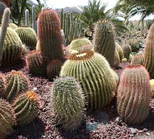 Kakteenpark