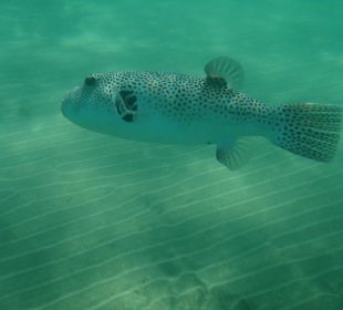 Unter Wasser in der Badewanne