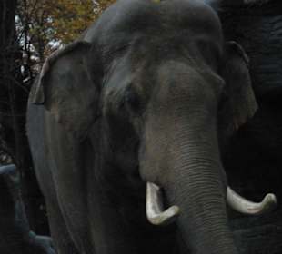 Tierpark Hagenbeck