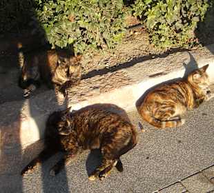 Katzen, Katzen, Katzen überall!