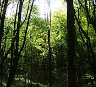 Impressionen am Rand des Weges