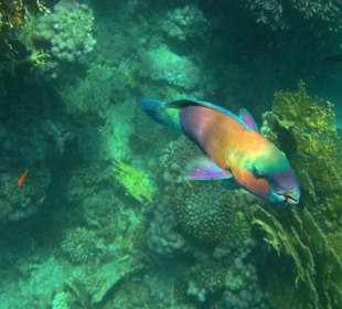 Papageifisch