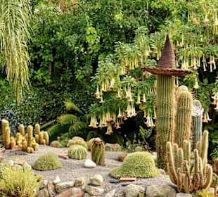 Kaktusová zahrada