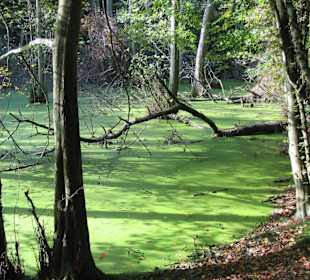 Hertha-See auf Rügen