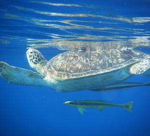 "Hausschildkröte" Camilla in Begleitung