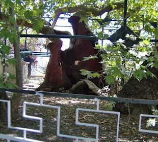 Plantane des Hippokrates