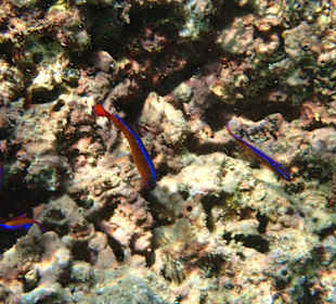 Unterwasserwelt Musandam