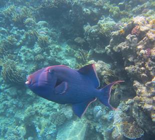 Schöne große Fische gibts zu sehen