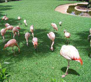 Flamingo-Garten