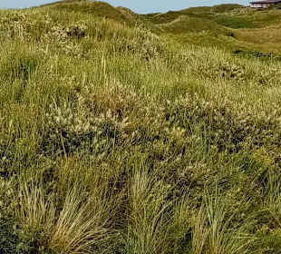 Dünen 