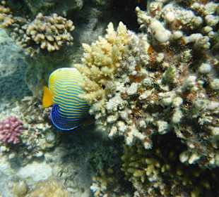 Imperator-Kaiserfisch