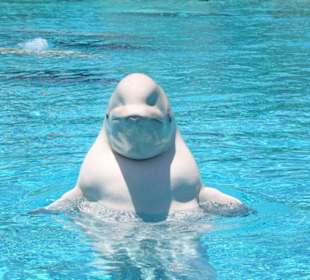Beluga Wal