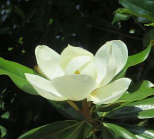 Blüte eines Gummibaumes