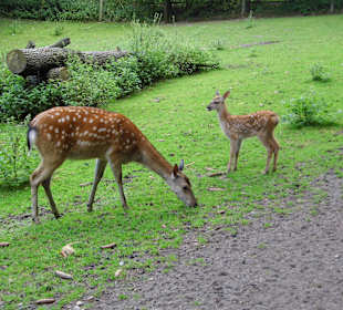 Wildparkimpressionen
