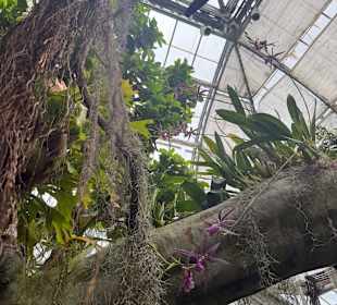 Botanischer Garten in Washington 