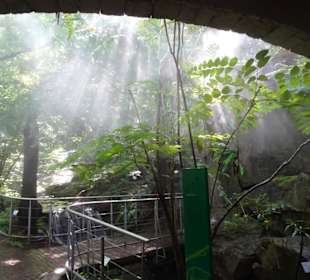 Im Farngarten von Schloss Trauttmansdorff