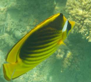 Schnorcheln Hurghada