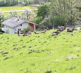 Alpen Wildpark Feld am See