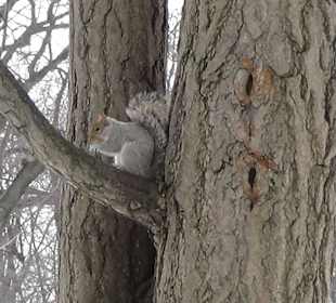 Wiewiórka w Central Parku