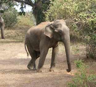 Im Yala Nationalpark