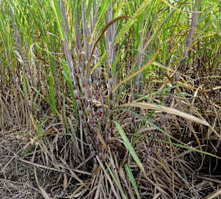 Zuckerrohr-Felder um Port-Louis