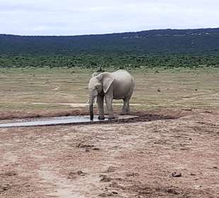 Addo Elephant Park