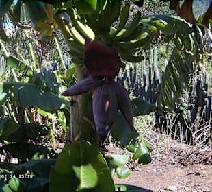 Bald kann man hier Bananen ernten