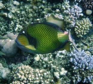 Schnorcheln Marsa Alam