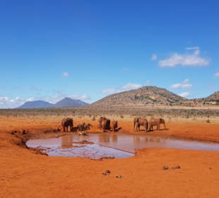 Tsavo East Elefanten