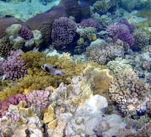 Hausriff Gorgonia