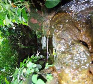 Schmetterlingshaus Bachlauf