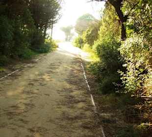 Fuß-/Radweg Naturreservat