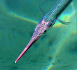 Aufnahme vom Bootssteg