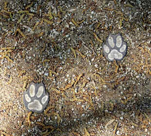 Kunstobjekt: Die Wolfsspuren im Park